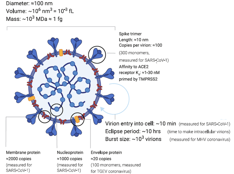 A graphic of SARS-CoV-2, the virus that causes Covid-19. Image by Hanna Vega Yinon M Bar-On, Avi Flamholz, Rob Phillips, and Ron Milo via Wikimedia, published in Cell Biology by the Numbers (CC BY-SA 4.0)