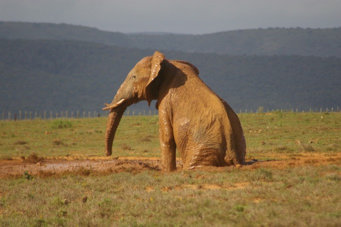 Photo of an elephant in the Addo Elephant National Park