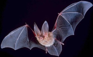Photo of bats