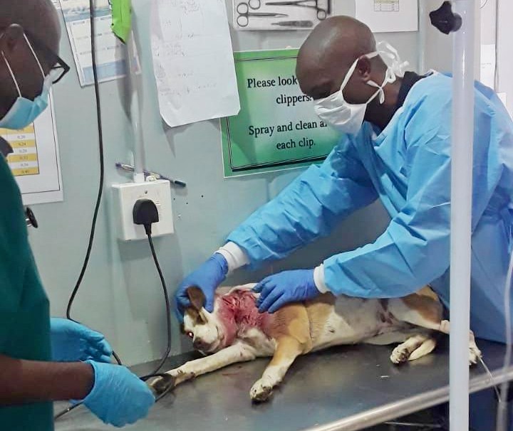 Photo of a dog having surgery