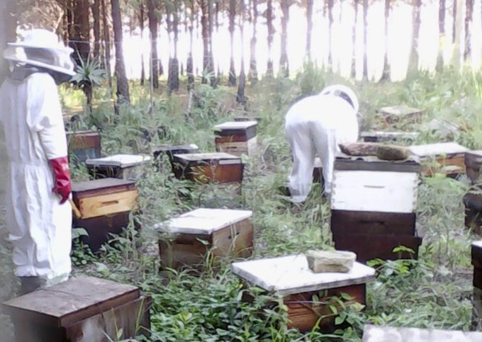 Photo of beekeeper