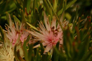 Photo of protea
