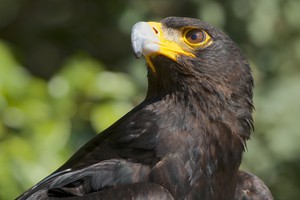Photo of Black Eagle