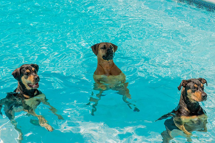 Photo of dogs in a swimming pool