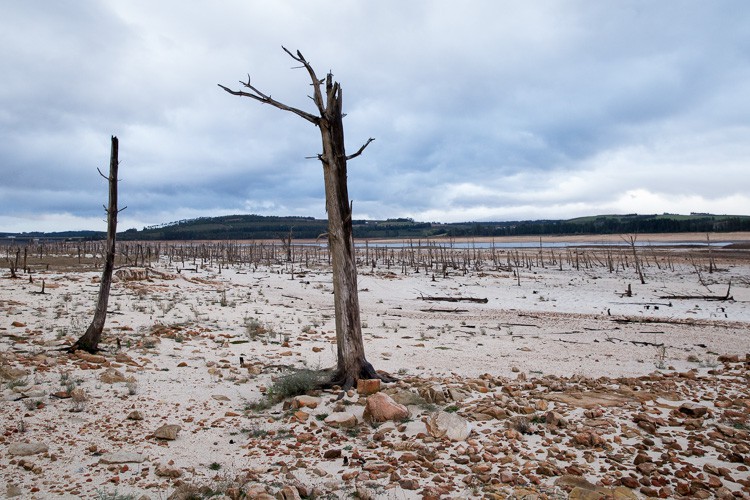 This is a particularly haunting photo from May 2017, showing how the retreating water levels left dying trees behind. Photo: Ashraf Hendricks