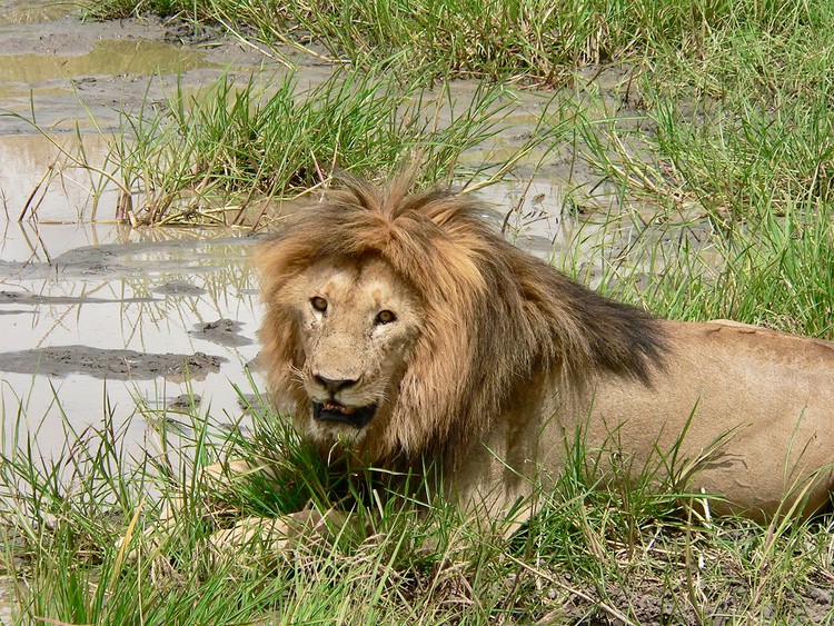 Photo of a wild male lion in the Serengeti