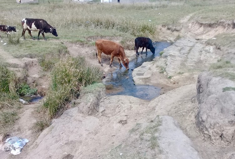 Photo of a river with cattle
