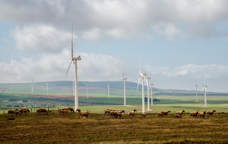 Photo of wind farm turbines and sheep 