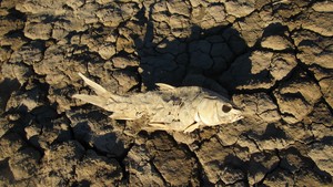 Photo of dead fish