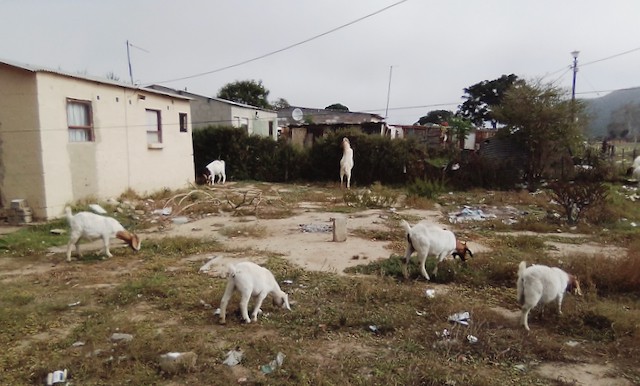 Photo of goats in a yard