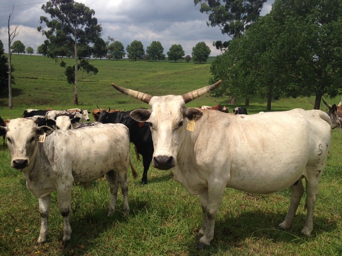 Photo of cows on Robin Fowler\'s farm.