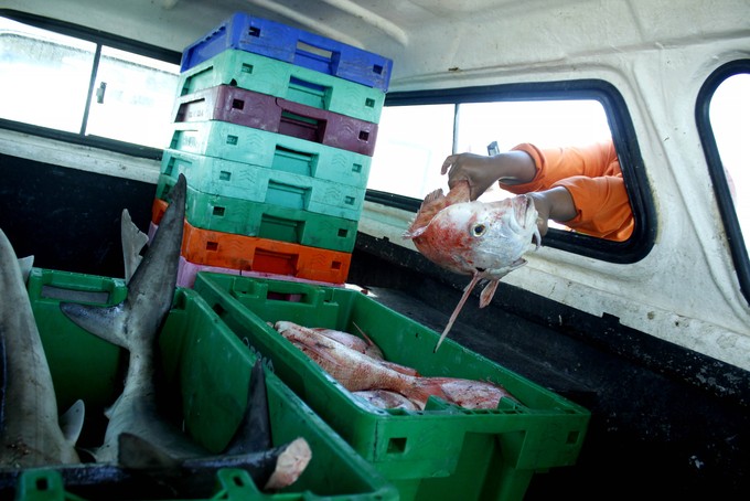 Photo of fish being transported