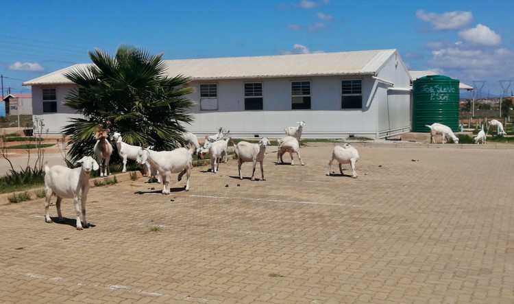 Photo of goats on school grounds