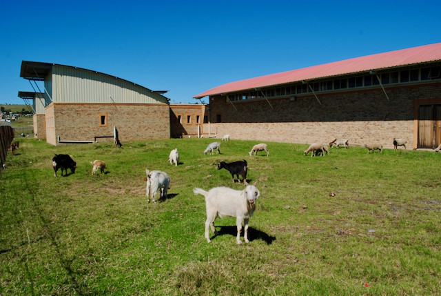 Photo of a building with sheep grazing