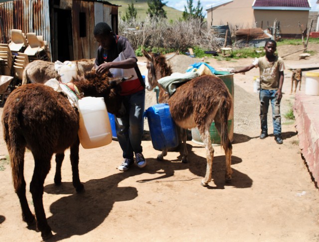 Photo of donkeys carrying water