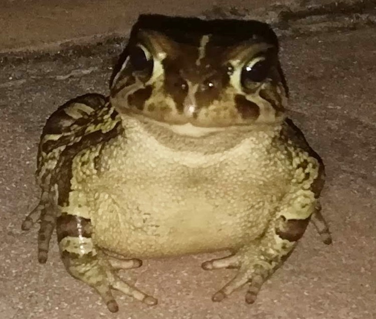 Photo of a cute frog