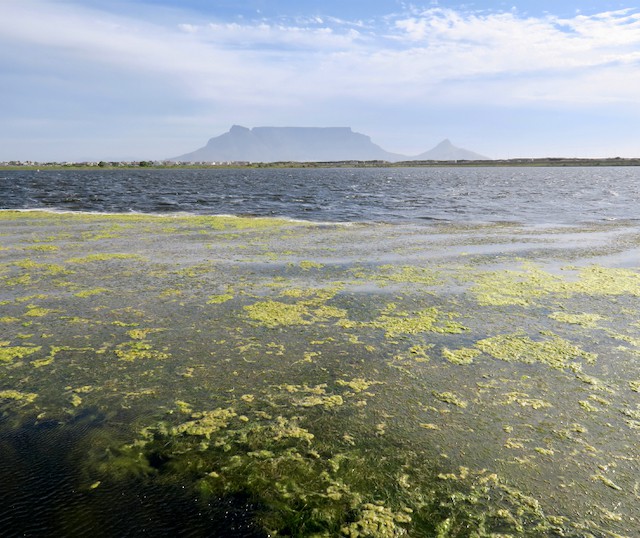 Photo of green water with Table Mountain in the background