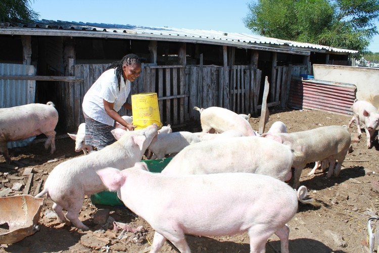 Photo of woman with pigs