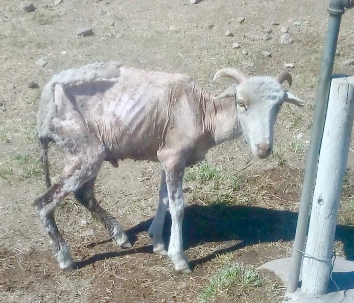 Photo of a starving goat