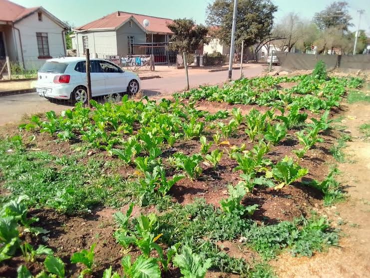 Tshwane women turn rubbish dump into vegetable garden