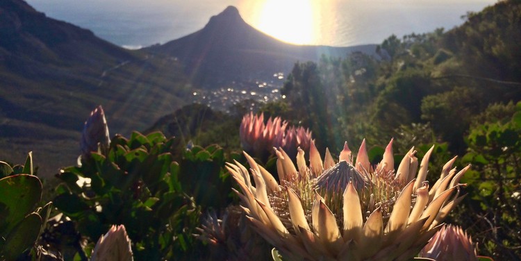 Photo of a King Protea and Lions Head in he background
