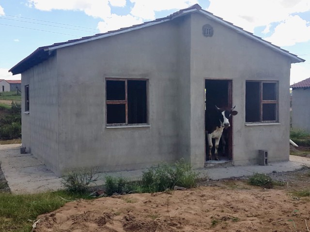 Photo. of an empty house with a cow looking out of the window