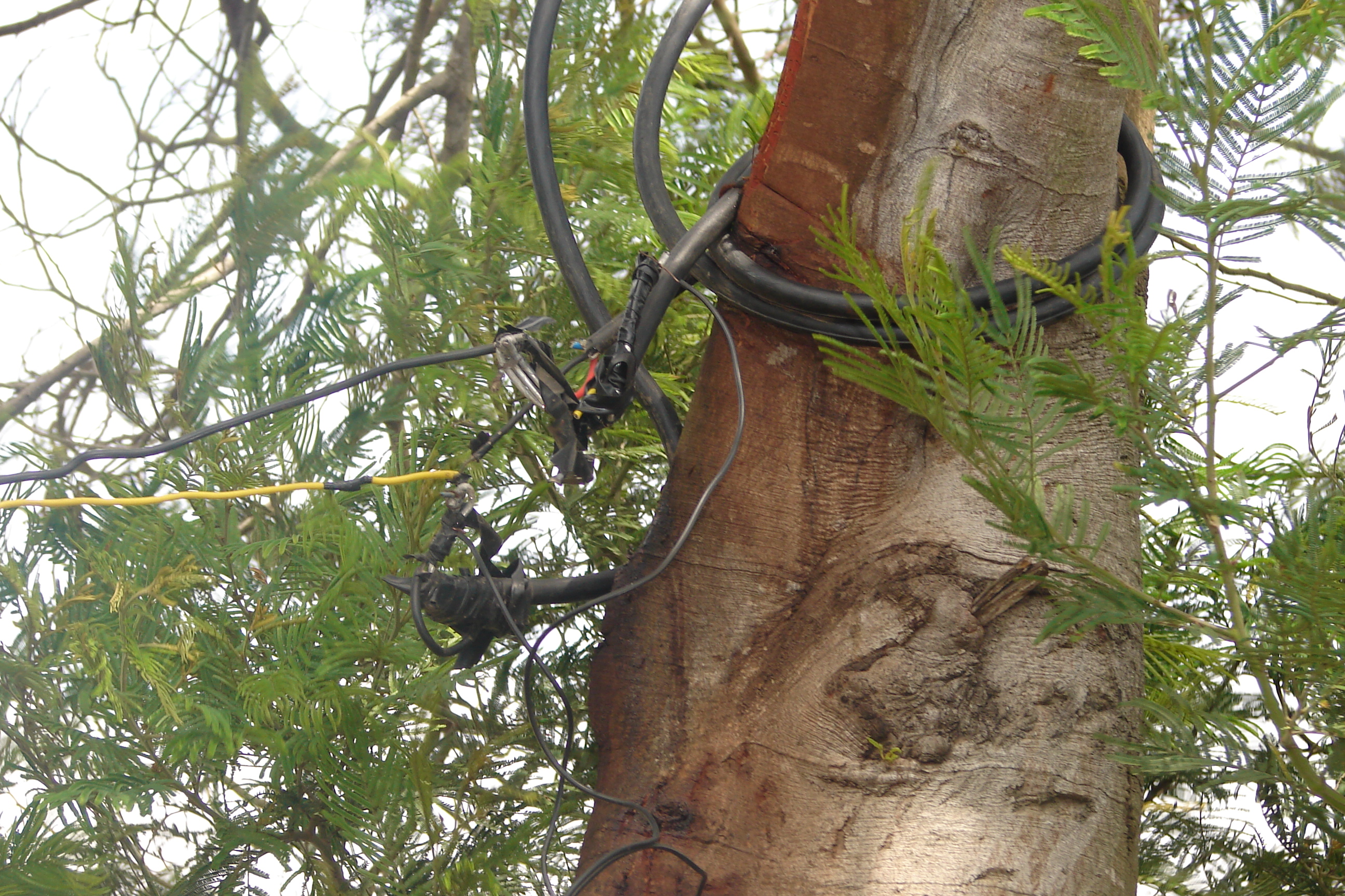 Photo of a tree with electircal cables 