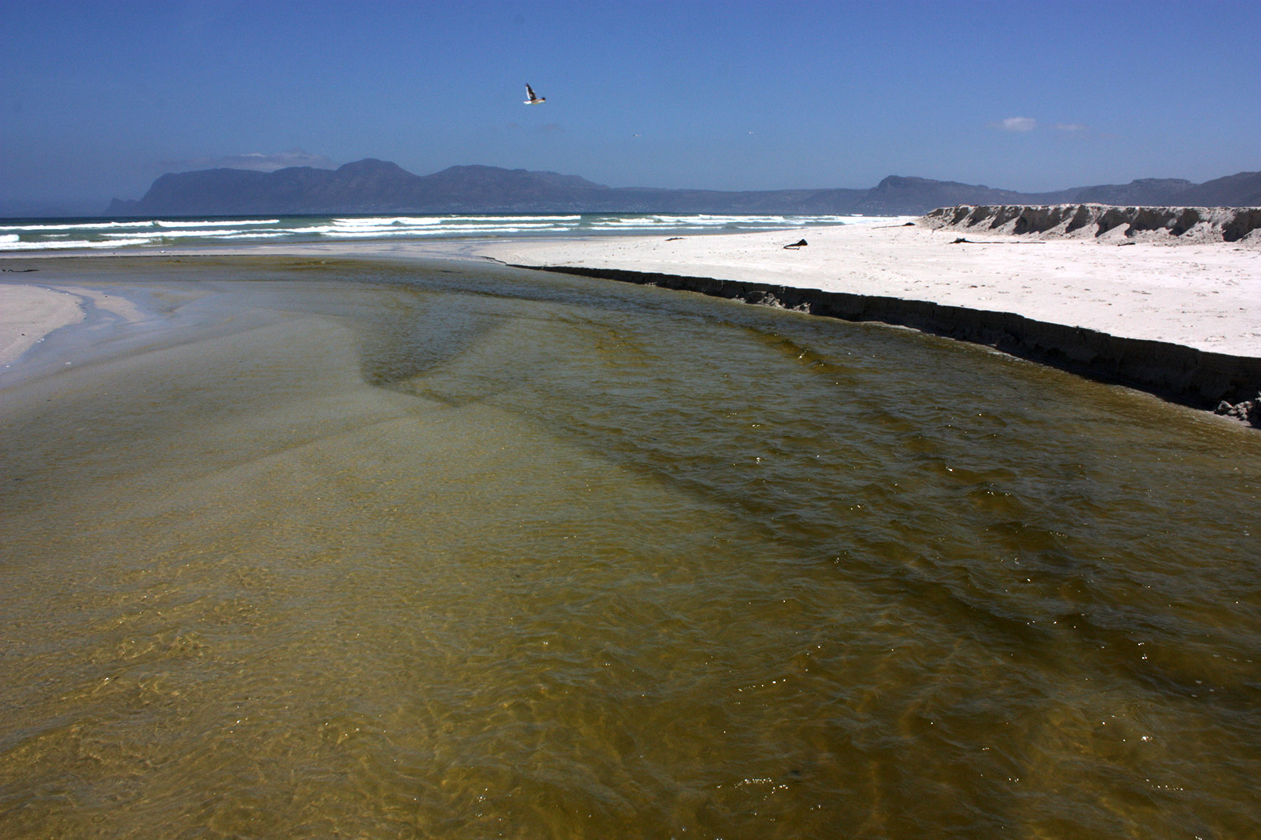 Effluent flows into False Bay from the waste water treatment works at Strandfontein. “Poor” water quality was found at nearly half the 49 water quality monitoring sites in False Bay, including popular swimming and surfing beaches. Photo: Steve Kretzmann/WCN