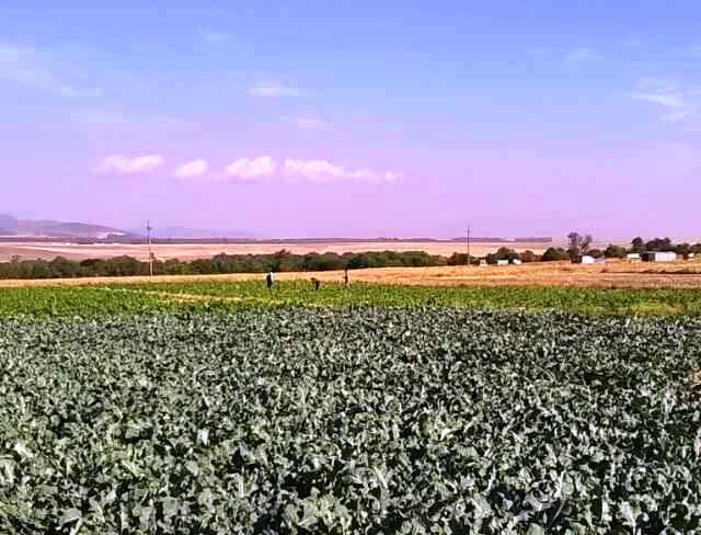 Photo of farm land