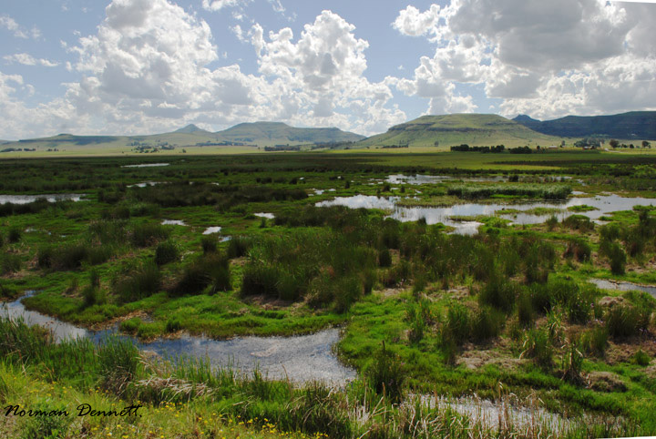 Wetlands of the Mabola Protected Environment_Norman Dennett.jpg